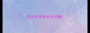 拉布拉多和金毛好像
