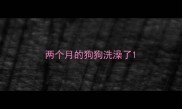 两个月的狗狗洗澡了