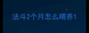 法斗2个月怎么喂养