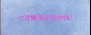 大理哪里卖宠物狗