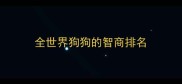 全世界狗狗的智商排名