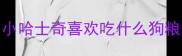 小哈士奇喜欢吃什么狗粮