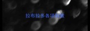 拉布拉多各项指数