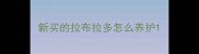 新买的拉布拉多怎么养护