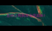 怎样让狗狗耳朵竖起来