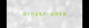 五个月金毛犬一般有多重