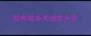 拉布拉多犬动态大全