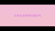 拉布拉多狗用打脑炎吗