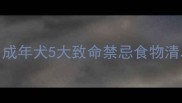 边牧饮食红黑榜成年犬5大致命禁忌食物清单及科学喂养指南