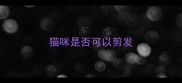 猫咪是否可以剪发