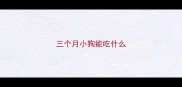 三个月小狗能吃什么