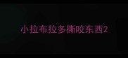 小拉布拉多撕咬东西