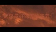 武汉最好的宠物寄养