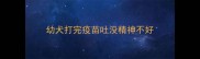 幼犬打完疫苗吐没精神不好