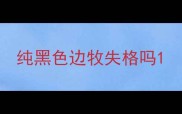 纯黑色边牧失格吗