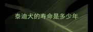 泰迪犬的寿命是多少年