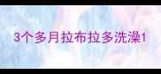 3个多月拉布拉多洗澡