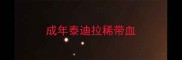 成年泰迪拉稀带血