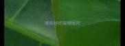 潍坊好的宠物医院