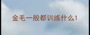 金毛一般都训练什么