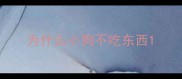 为什么小狗不吃东西