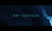 捡到一只棕色母边牧