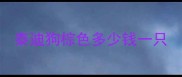 泰迪狗棕色多少钱一只