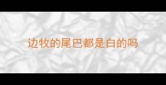 边牧的尾巴都是白的吗