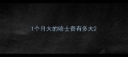 1个月大的哈士奇有多大