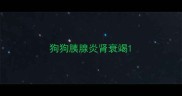 狗狗胰腺炎肾衰竭