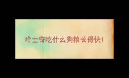 哈士奇吃什么狗粮长得快