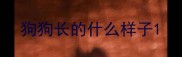 狗狗长的什么样子
