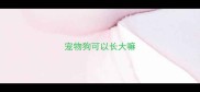 宠物狗可以长大嘛