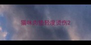 猫咪肉垫轻度烫伤