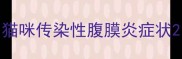 猫咪传染性腹膜炎症状