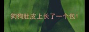 狗狗肚皮上长了一个包