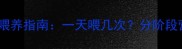 四个月金毛犬科学喂养指南一天喂几次分阶段营养与注意事项全