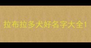 拉布拉多犬好名字大全