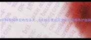 如何科学饲养拉布拉多犬5大核心要点及全生命周期养护指南