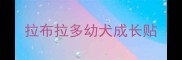 拉布拉多幼犬成长贴