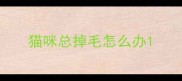 猫咪总掉毛怎么办