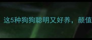 新手必看这5种狗狗聪明又好养颜值高到犯规