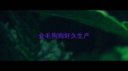 金毛狗狗好久生产