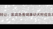 北京拉布拉多转让家庭急售健康幼犬附疫苗本和血统证书