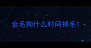 金毛狗什么时间掉毛