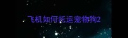 飞机如何托运宠物狗