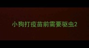 小狗打疫苗前需要驱虫