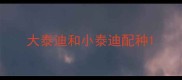大泰迪和小泰迪配种