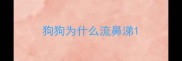 狗狗为什么流鼻涕
