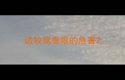 边牧鸳鸯眼的危害